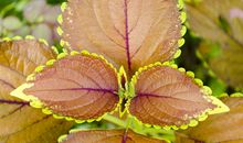 多姿多彩的叶子