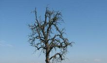 一棵枯树的倾树