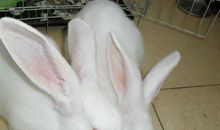 我家的小白兔——艾米