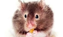 我的动物朋友仓鼠