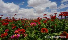 竞相向上的花儿