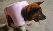 带回一只流浪狗