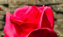 这场纷扬的瑞雪