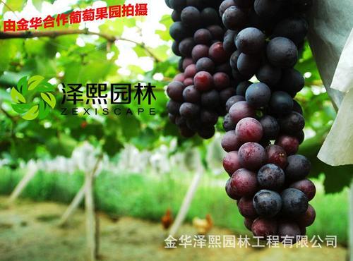 我爱金华的葡萄