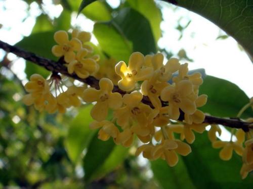 中秋桂花