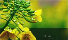 春雨，春雨