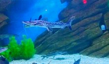 难忘的蓬莱极地海洋世界之旅