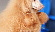 “呆萌”的金卷毛