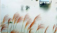 火柿映波秋西溪，蒹葭泛月景留下