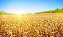 三秋农家人倍忙