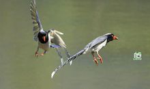 春日——园中鸟