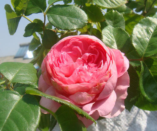 种花其实很开心