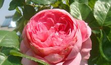 种花其实也很快乐