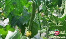 我家门前的丝瓜