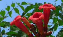 井边枯死的喇叭藤