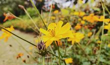 感恩的花开在回忆的路上