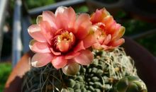 信念让心灵之花绽放