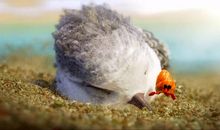 鹬电影短片观后感