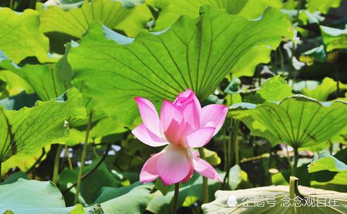 荷花池之美