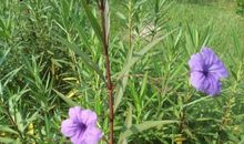 我明白了凤仙花的特点