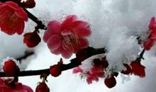 学会独立生活——读《胡桃木小姐》有感