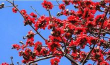 春天里的木棉花