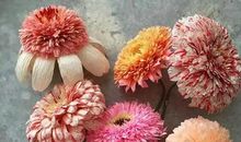 那片永不枯萎的花