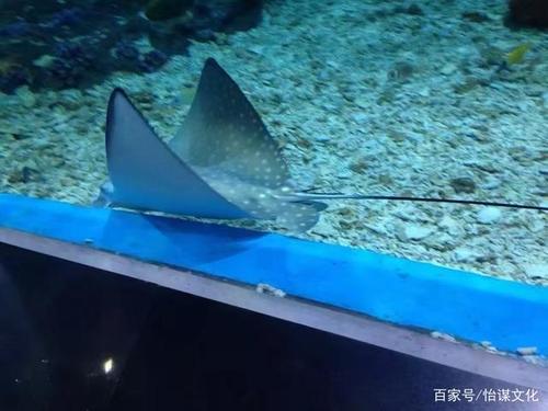 就像蝴蝶可以飞过海洋一样