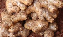 我和我的小生姜