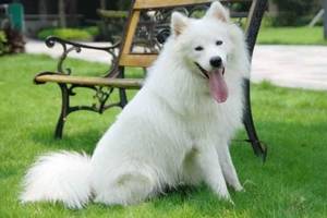 幼犬