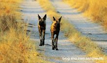 “黑寡妇”狩猎记