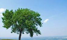 成为你的大树，哪管风雨加身