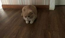 我家的“美人虾”