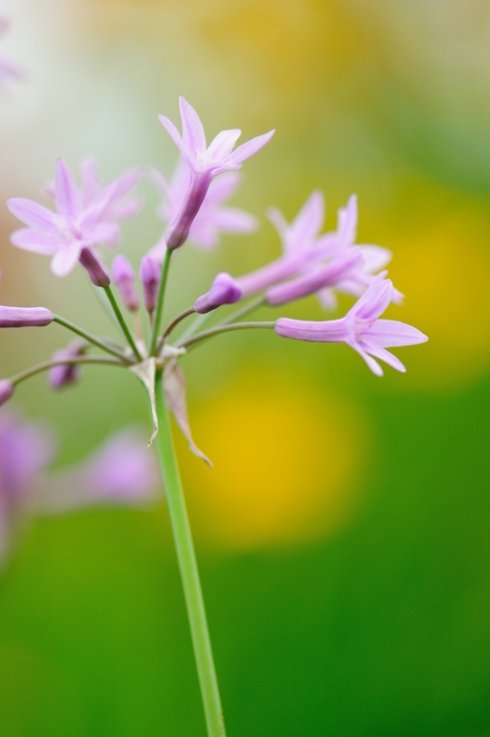 我希望那是一朵夏天的花