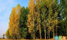 描写白杨树的作文