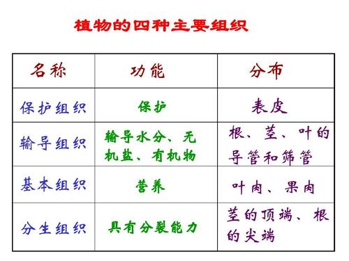 中国的衣服和器官