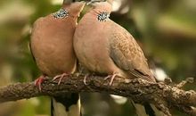 动物们的春天计划