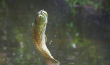 进之进而变之变