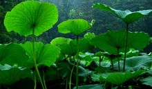 绿荷叶，雨中晃