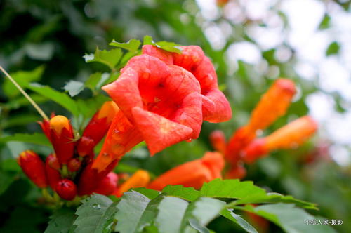 她是雨后的花