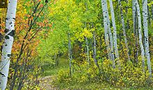 《友情是棵月亮树》读后感