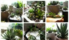 我的”肉肉“妹妹