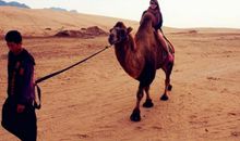 骑着骆驼去旅行