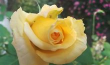 心田绽开的月季