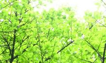 你是我春天里的绿叶