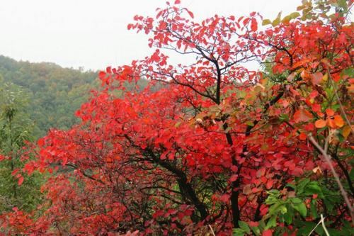 美丽的花果山公园
