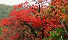 美丽的花果山公园