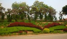 我眼中的绿色城市