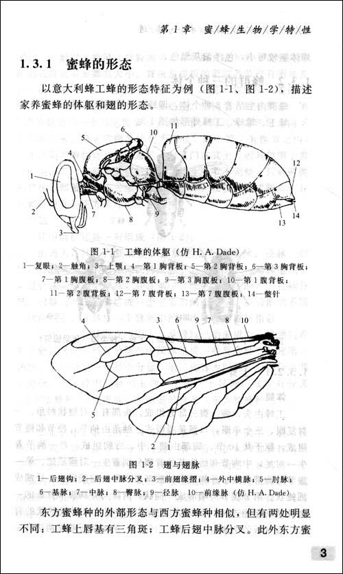 看了蜜蜂之后