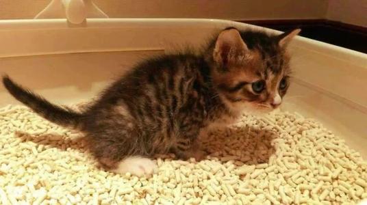 小猫的便便